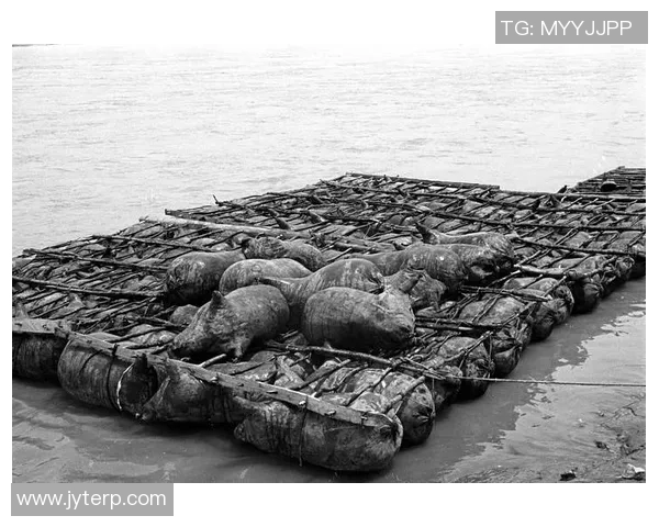 伊朗与叙利亚比赛未开盘的原因分析与影响探讨