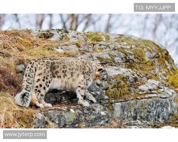 雪豹与美洲虎的生存之争：谁才是野生动物界的真正霸主